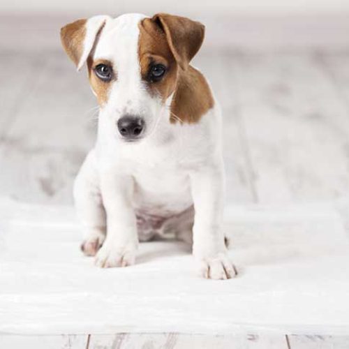 Collier électrique chien : où se procurer un collier électrique pour chien ?